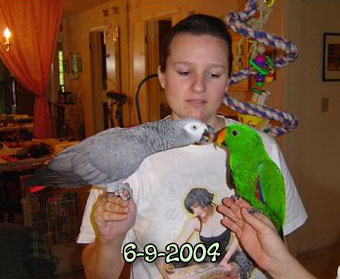 Sara, Mercury (Congo African grey parrot) & Finnigan (male red sided eclectus)
