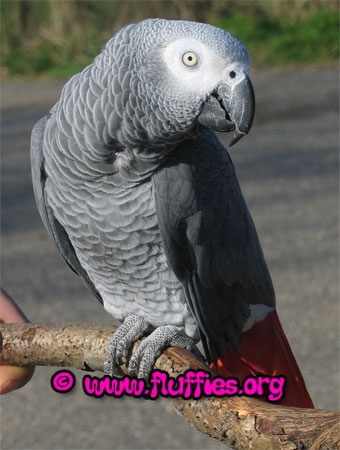 Rocco, the Congo African grey parrot on a branch!