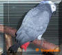 This is Saartje, do you see her broken tail?