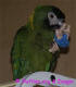 Hi! I am Indy, a yellow collared macaw..