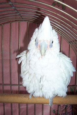 Snoops, the bare eyed cockatoo (cacatua pastinator sanguinea) pictures!
