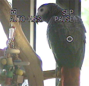 I am a Congo African Grey parrot (psittacus erithacus)