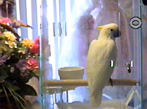 I am a lesser (timor) sulpher crested cockatoo. (cacatua sulphurea parvula)