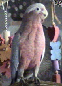 Tiki, the rosebreasted cockatoo or galah!