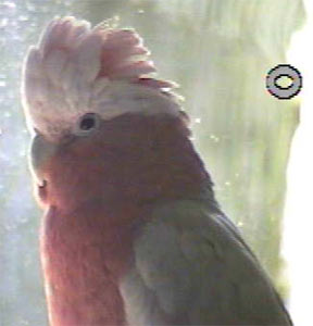 Isn't he a cute rosebreasted cockatoo?