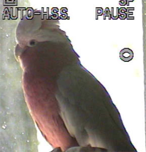 Romeo, the galah