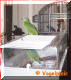 These two weirde green baby birds were begging for food!