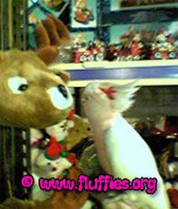 Hey, Mr Reindeer, can I bite your nose?