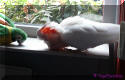 Not tired enough to play with the fake-parrot